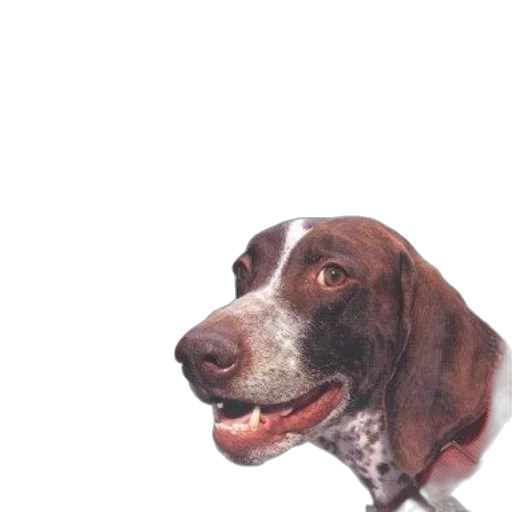 animal, face, staff, creature transparent PNG cut-out
