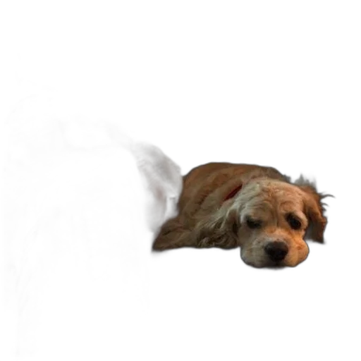 animal, staff, creature, face transparent PNG cut-out