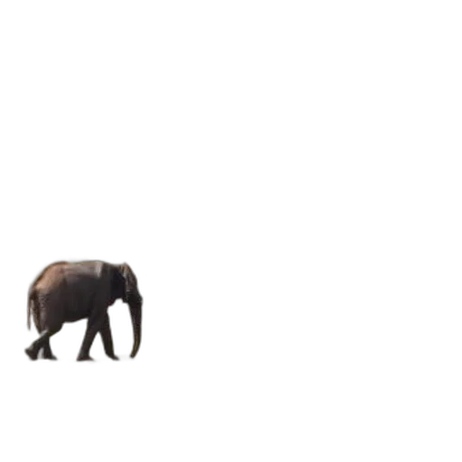 animal, creature, umbrella, hat transparent PNG cut-out