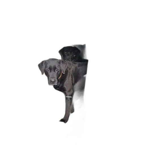 animal, creature, umbrella, staff transparent PNG cut-out