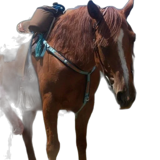animal, staff, mask, hat transparent PNG cut-out