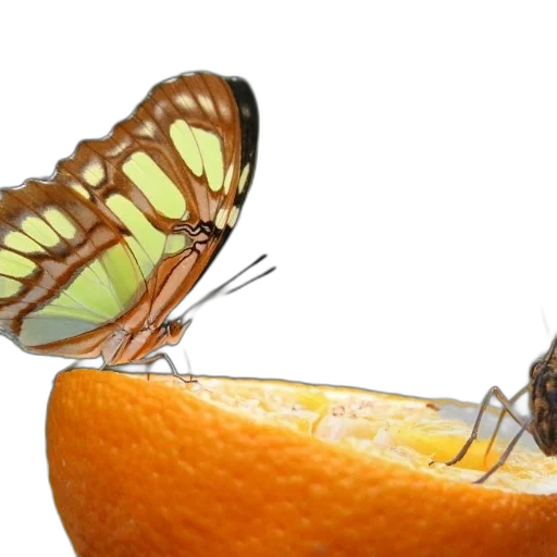 food, animal, crown, photorealistic transparent PNG cut-out
