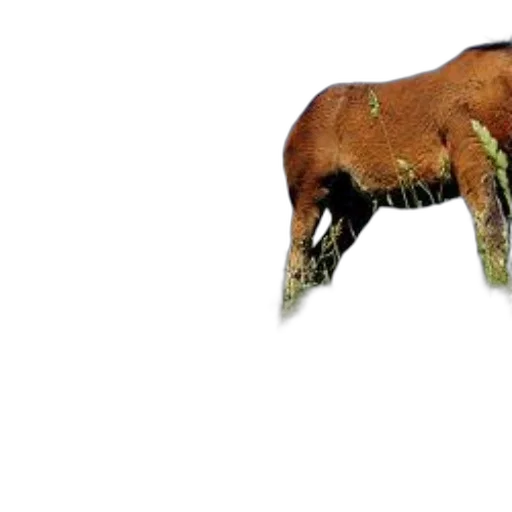 animal, creature, hair, food transparent PNG cut-out