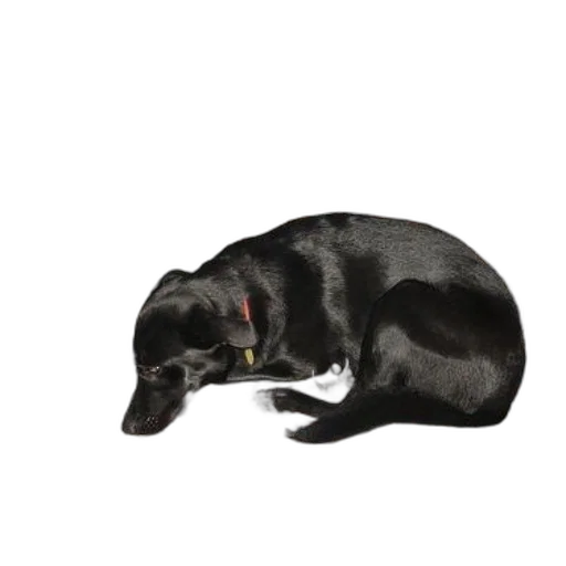 animal, staff, creature, face transparent PNG cut-out