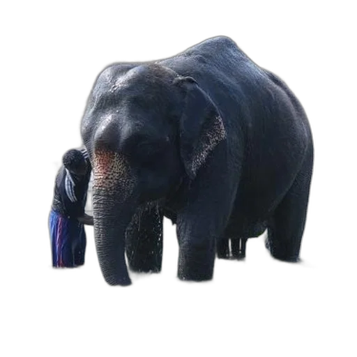 animal, creature, staff, jewelry transparent PNG cut-out