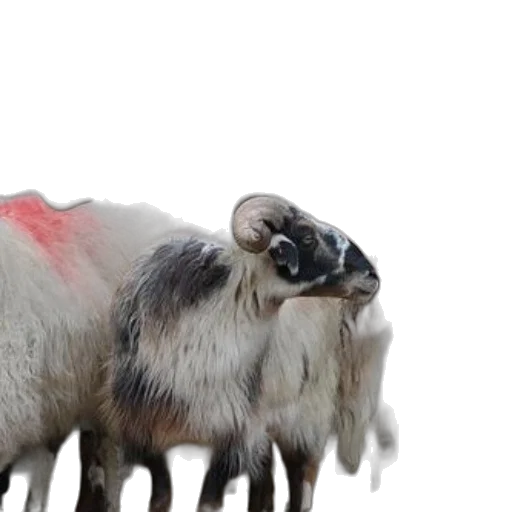 animal, creature, herd, sheep transparent PNG cut-out