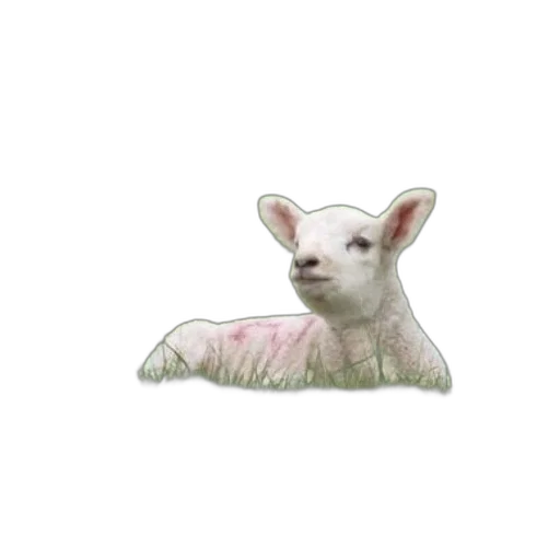 animal, creature, food, face transparent PNG cut-out