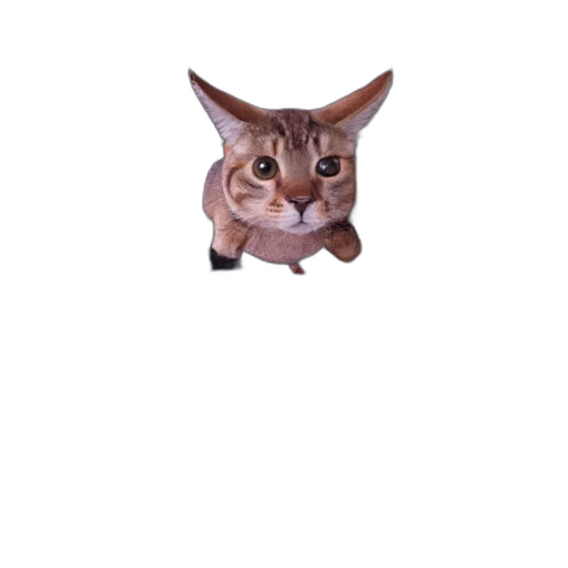 animal, staff, creature, face transparent PNG cut-out