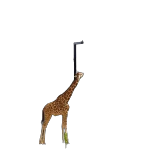 animal, staff, weapon, creature transparent PNG cut-out