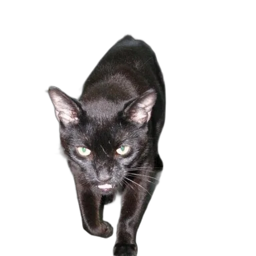 animal, staff, creature, face transparent PNG cut-out