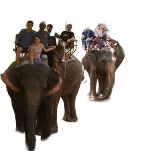animal, furniture, staff, creature transparent PNG cut-out