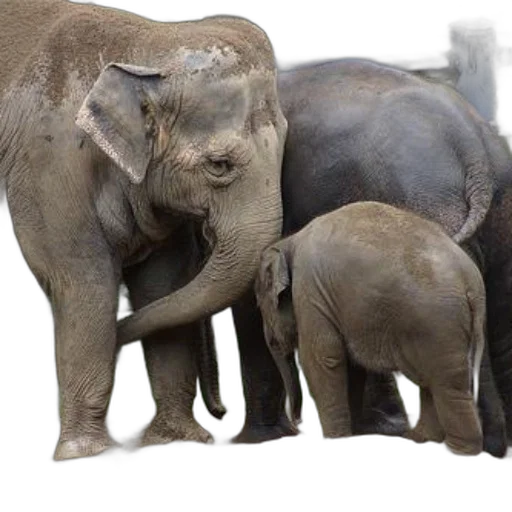 animal, photorealistic, concept art, mother transparent PNG cut-out