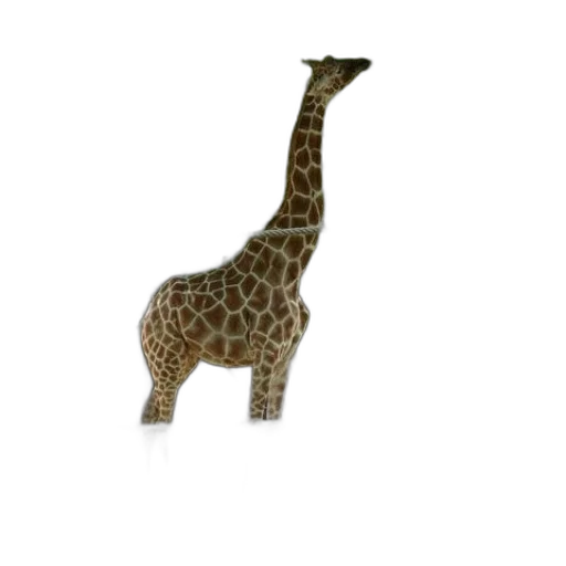 animal, creature, staff, hat transparent PNG cut-out