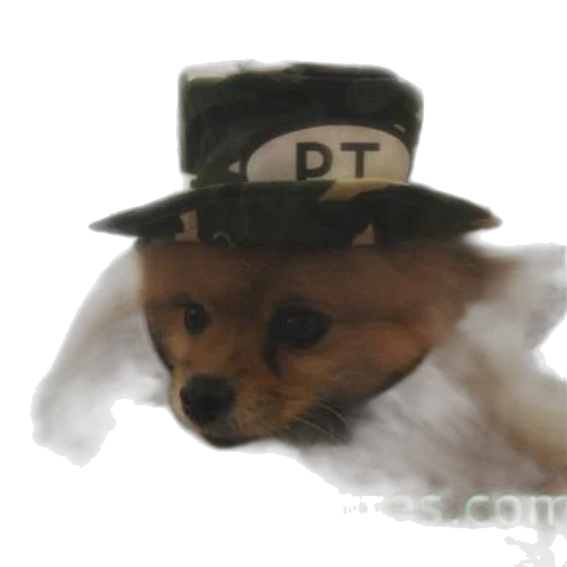 hat, animal, staff, creature transparent PNG cut-out