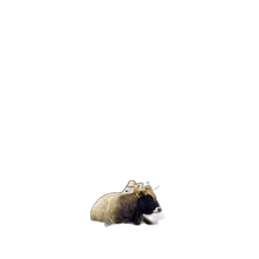 animal, creature, hair, hat transparent PNG cut-out