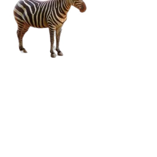 animal, creature, staff, furniture transparent PNG cut-out
