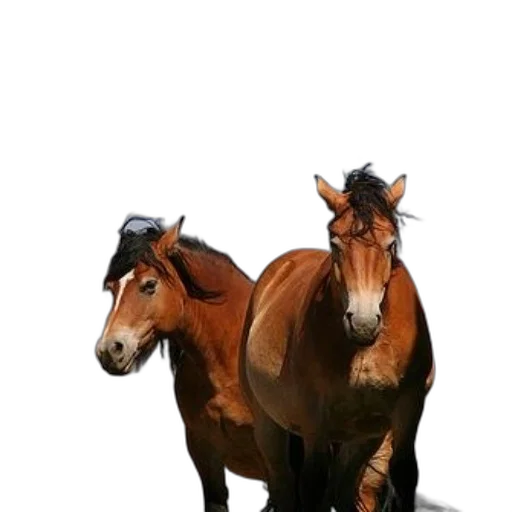animal, hat, crown, staff transparent PNG cut-out