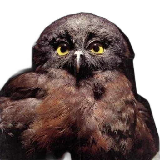 animal, face, creature, staff transparent PNG cut-out