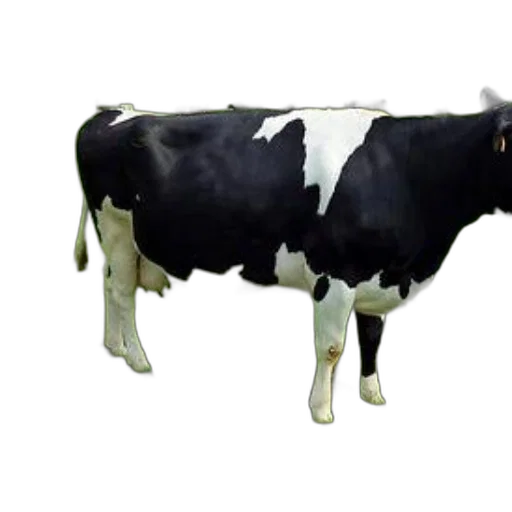 animal, food, creature, robot transparent PNG cut-out