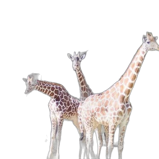 animal, 3d render, concept art, watercolor transparent PNG cut-out