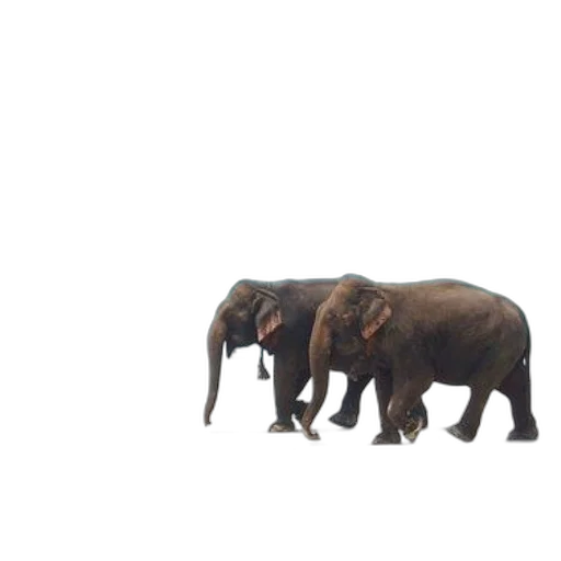 animal, creature, staff, umbrella transparent PNG cut-out