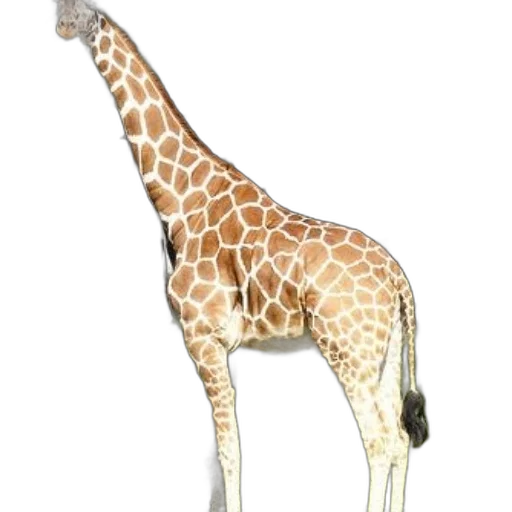 animal, creature, staff, weapon transparent PNG cut-out