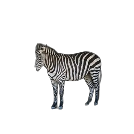 animal, creature, furniture, jewelry transparent PNG cut-out