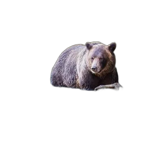 animal, creature, face, staff transparent PNG cut-out