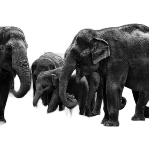 animal, photorealistic, concept art, 3d render transparent PNG cut-out