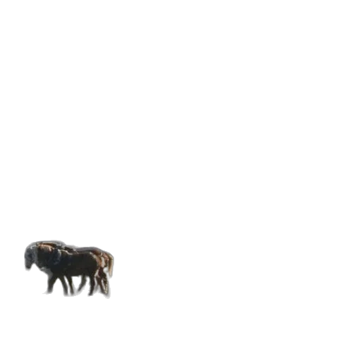 animal, creature, furniture, jewelry transparent PNG cut-out