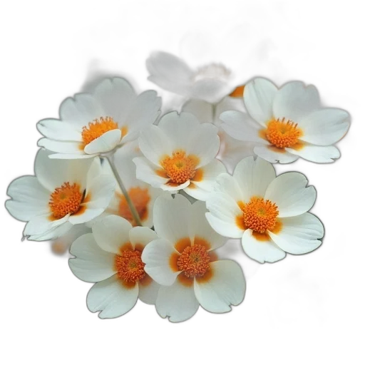 flower, crown, jewelry, staff transparent PNG cut-out