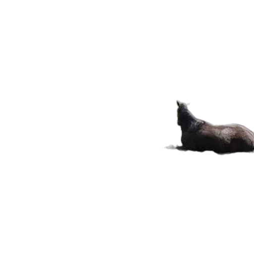 animal, creature, hair, dragon transparent PNG cut-out