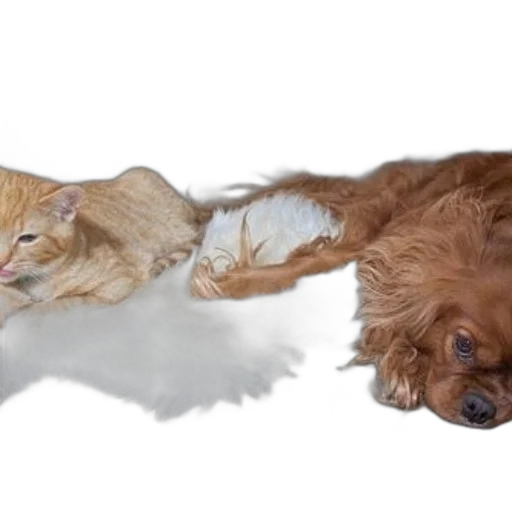 animal, photorealistic, ginger, cat transparent PNG cut-out