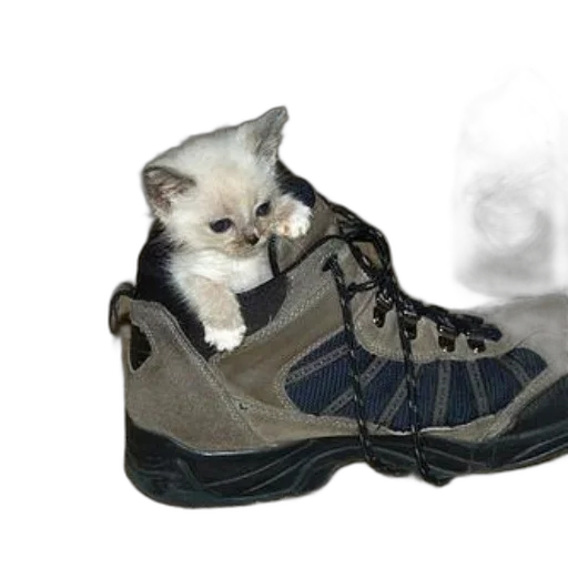 shoes, animal, photorealistic, 3d render transparent PNG cut-out