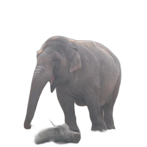 animal, creature, staff, shoes transparent PNG cut-out