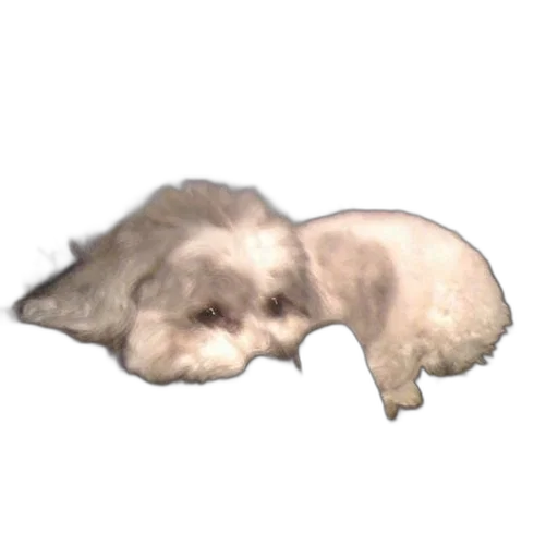 animal, creature, hair, face transparent PNG cut-out