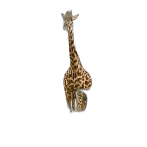 animal, creature, staff, hat transparent PNG cut-out