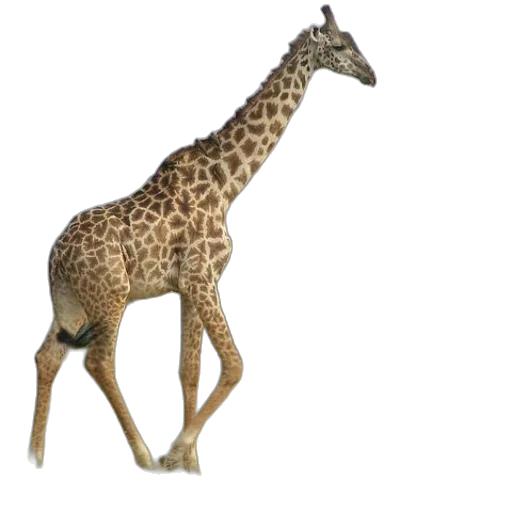 animal, creature, staff, weapon transparent PNG cut-out