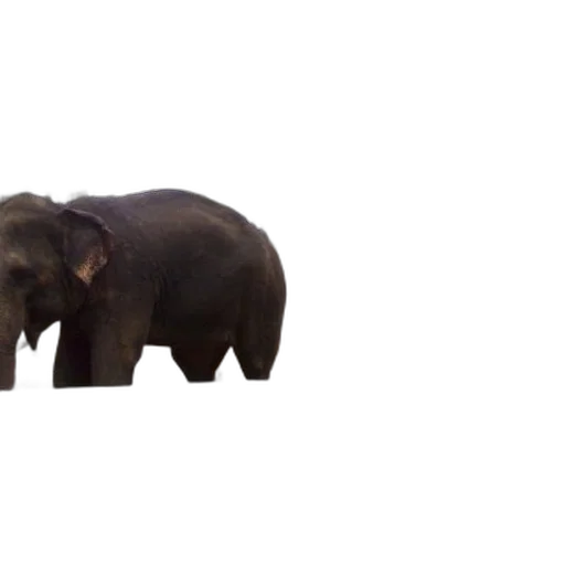 animal, creature, hat, crown transparent PNG cut-out