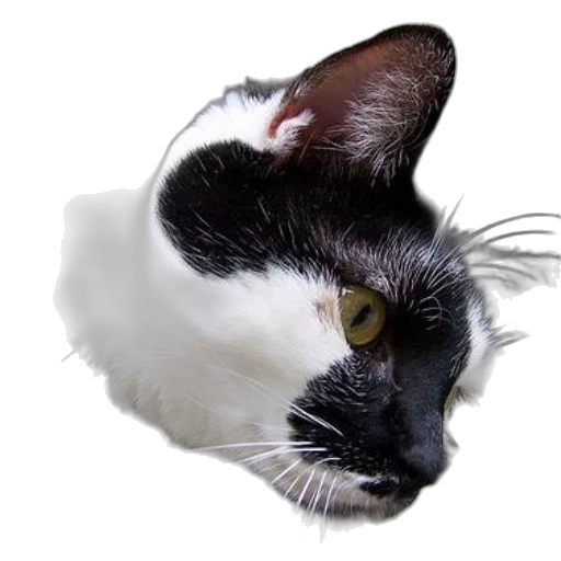 staff, hat, animal, crown transparent PNG cut-out