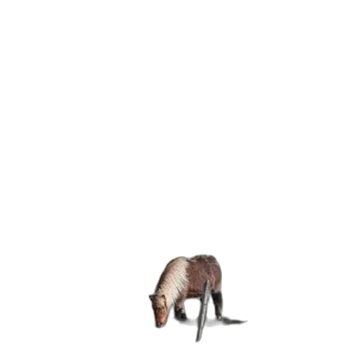 animal, creature, furniture, hair transparent PNG cut-out