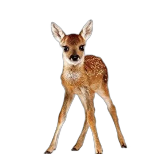 animal, creature, staff, crown transparent PNG cut-out