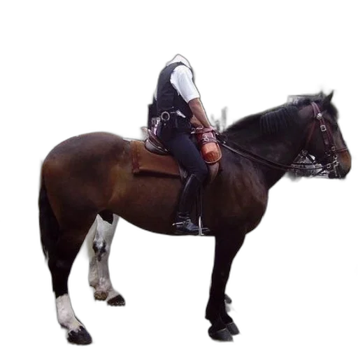 animal, staff, jacket, robot transparent PNG cut-out