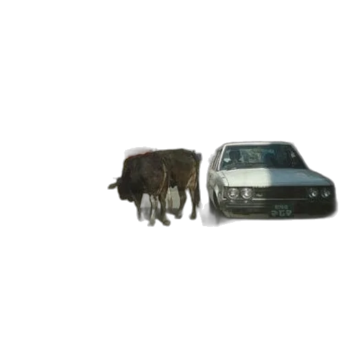 car, animal, creature, hair transparent PNG cut-out