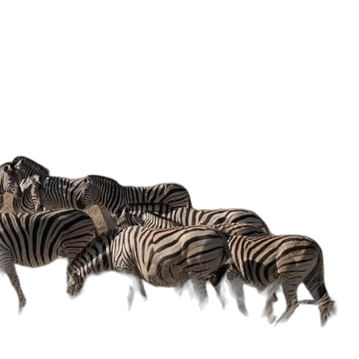 animal, creature, hair, furniture transparent PNG cut-out