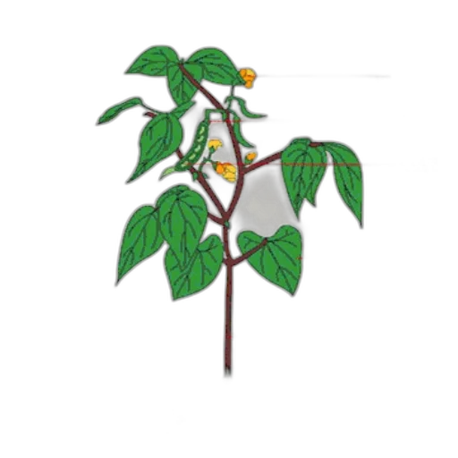 staff, tree, flower, photorealistic transparent PNG cut-out