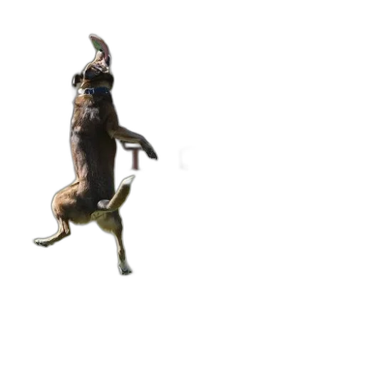 animal, creature, dragon, staff transparent PNG cut-out