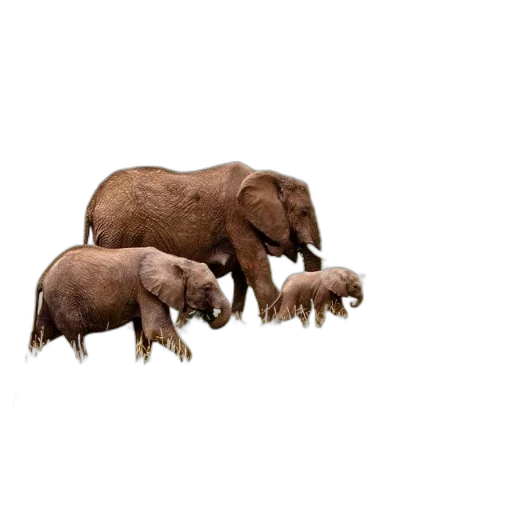 animal, creature, concept art, 3d render transparent PNG cut-out