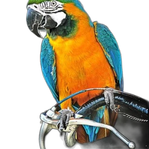 jewelry, animal, crown, staff transparent PNG cut-out