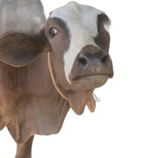 animal, mask, creature, face transparent PNG cut-out
